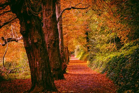 St Anne's Park, Clontarf, Dublin — Shay Farrelly