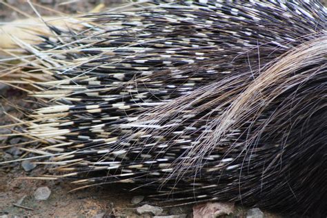 File:South African Cape Porcupine, Hystrix africaeaustralis; porcupine ...