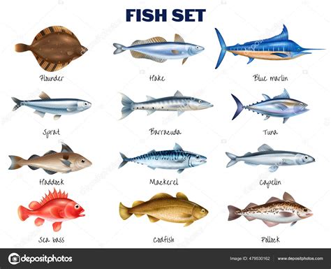 Sea Fish Set Stock Vector Image by ©macrovector #479530162