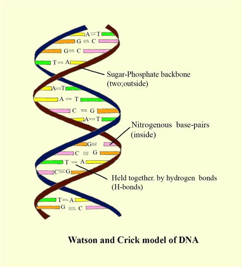 Structure Of Dna Watson And Crick Model