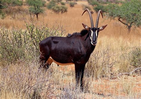 Sable antelope - Wikipedia