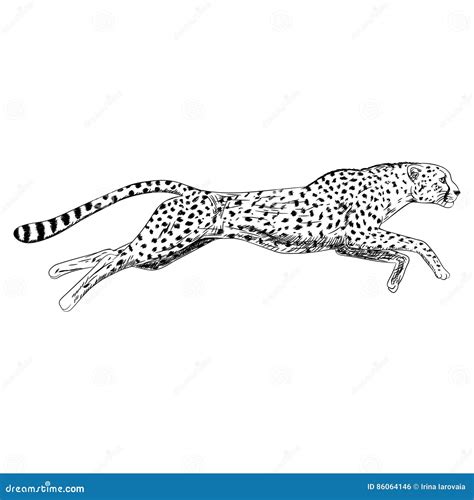 Hand Drawn Sketch Of Running Cheetah. Vector Illustration ...