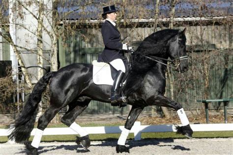 Friesian | Friesian, Horses, Dressage