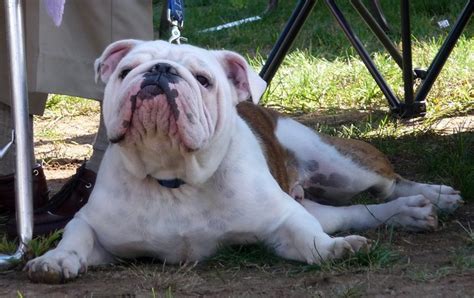 Yale University Mascot | Flickr - Photo Sharing!