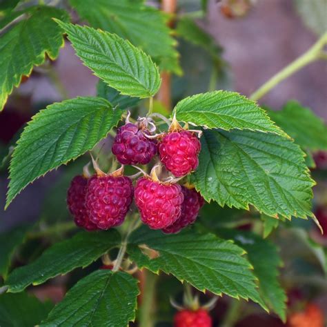 Large Raspberry Bare Root Plants for Sale Online | Royalty – Easy To ...