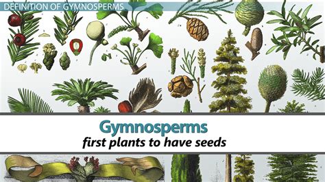 Gymnosperms | Definition, Types & Examples - Lesson | Study.com