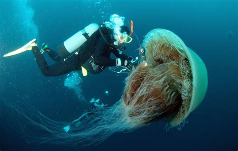 Jellyfish Facts, Types, Classification, Habitat, Diet, Adaptations