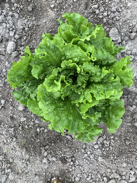 Green Leaf Lettuce - Snow Farms