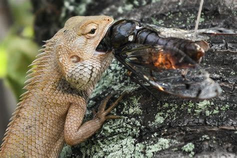 At 2C warmer, lizards eat less healthily: study