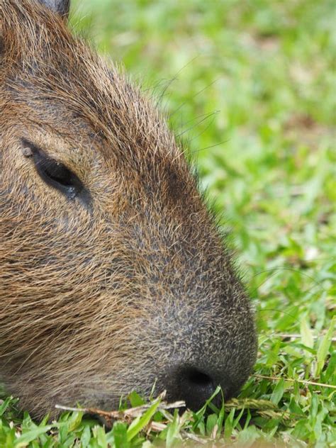 Closeup of a Capybara Head, a Vertical Shot Stock Image - Image of ...