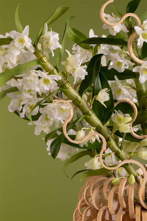 Serene Bamboo Orchid arrangement | Flower Factor