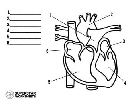 Free Heart Worksheets | Heart diagram, Heart anatomy, Heart anatomy drawing