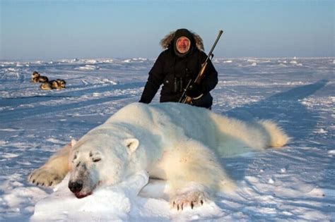 Nunavut Territory Polar Bear Hunting - Worldwide Trophy Adventures