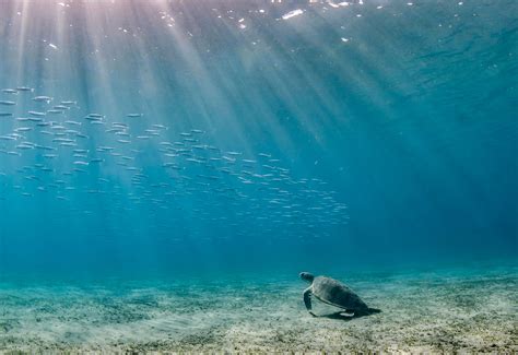 8 Tips for Creating Amazing Lighting in Underwater Photos - Nature TTL