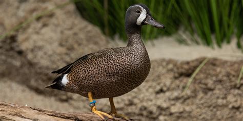 Blue-winged teal | Smithsonian's National Zoo