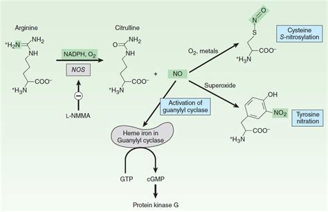 I nitric oxide synthase activation – Telegraph