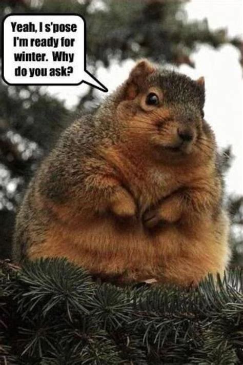 Squirrel Meme - Funny Squirrel Pictures