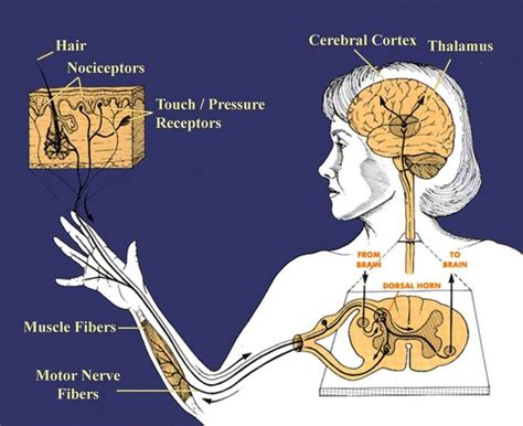 Pin di Frances Scully su Sensory Processing Disorder