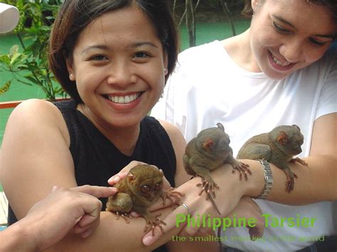 Travel Places: Philippine Tarsier