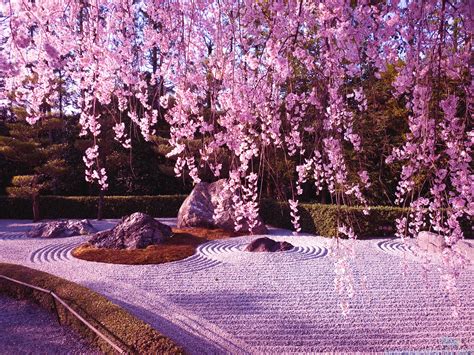 Sakura en el templo Ninnaji - Kyoto | Cherry blossom wallpaper, Cherry ...