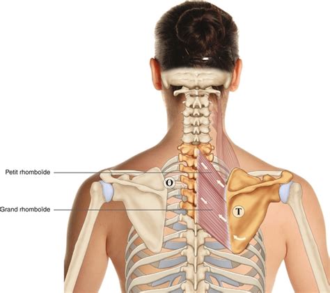 cafétéria Arrêtezvous forêt les muscles de la ceinture scapulaire R ...