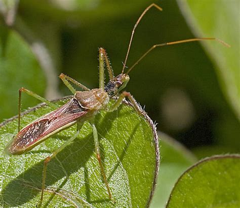 Dusty's Zelus renardii - Leafhopper Assassin Bug - Zelus renardii ...