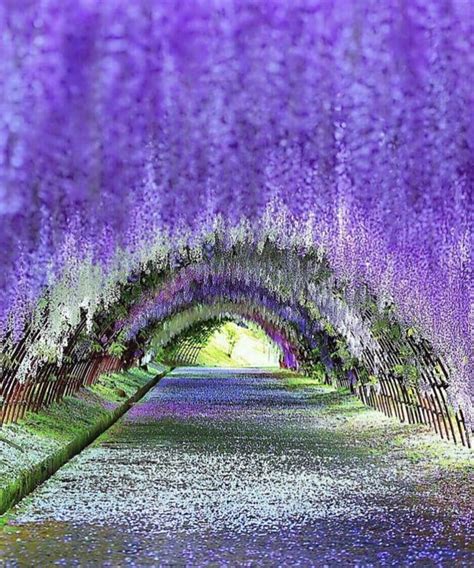 Wisteria Tunnel, Kitakyushu, Japan - Awesome | Wisteria tunnel ...