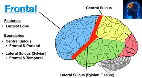 Lobes of the Brain: Cerebral Cortex Anatomy, Function, Labeled Diagram ...