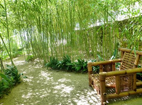 Bamboo Garden - La Mouissone Olive Grove & Gardens