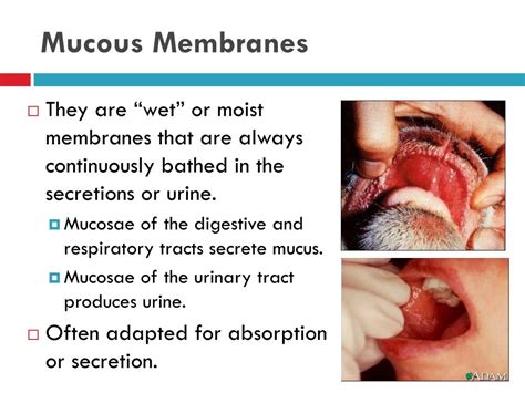 PPT - Skin and Body Membranes – Part 1 PowerPoint Presentation, free ...