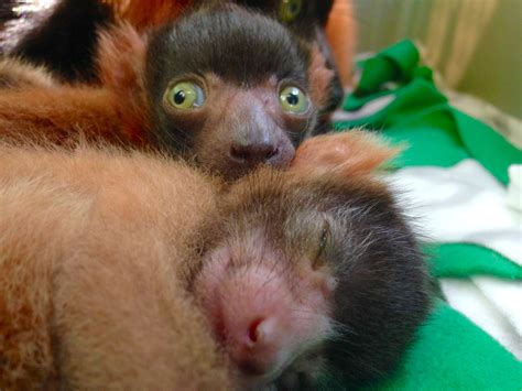 National Zoo celebrates birth of critically endangered lemurs - WTOP News