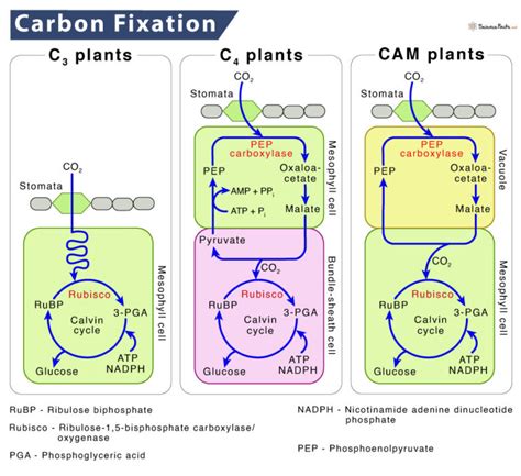 Carbon Fixation in Photosynthesis: Definition and Process