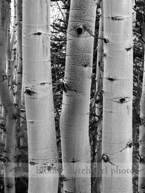 Aspen Photo / Aspen Trees / Aspen Tree Photo / Black and White | Etsy ...