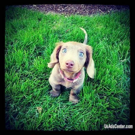 Purebred Isabella Dachshund puppy - Seattle, Washington - Photo #2