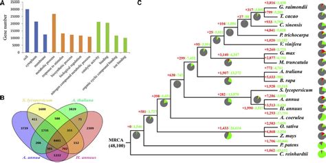 Characterization of A. annua Genome Evolution and Gene Family ...