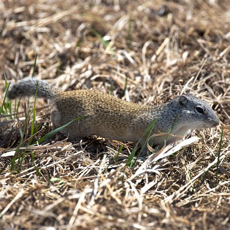 North Dakota Ground Squirrels | North Dakota Game and Fish