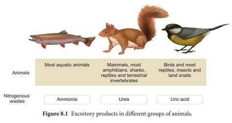 Modes of Excretion