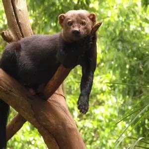 Tayra - Facts, Diet, Habitat & Pictures on Animalia.bio