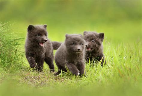 Close Up Of Arctic Fox Cubs Playing In A Meadow Photograph by Giedrius ...