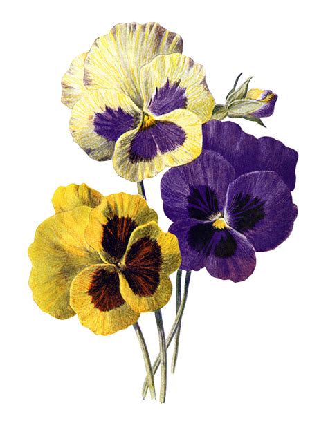 OldDesignShop_Pansies | Pansies flowers, Floral illustrations, Pansy ...