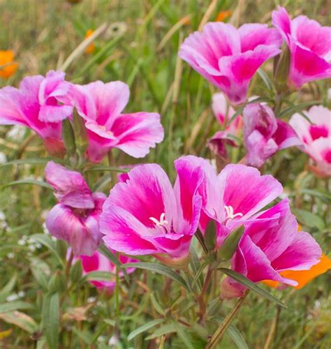 Farewell to Spring Clarkia – West Coast Seeds