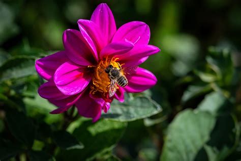 Flower Dahlia Bee - Free photo on Pixabay - Pixabay