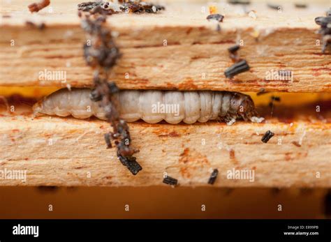 Wax moth damage on national bee hive frames Stock Photo - Alamy