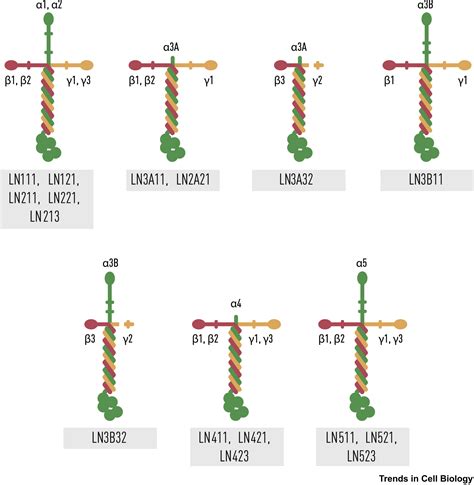 Laminins in Cellular Differentiation: Trends in Cell Biology