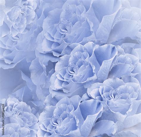 Real Blue Flower Background