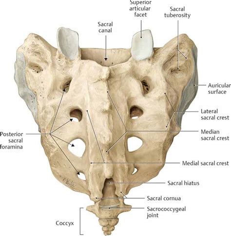 Sacral Bone Pain – Causes, Treatment, and Anatomy of Sacrum - Spinal ...