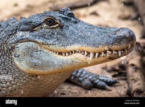 Alligator teeth close up hi-res stock photography and images - Alamy