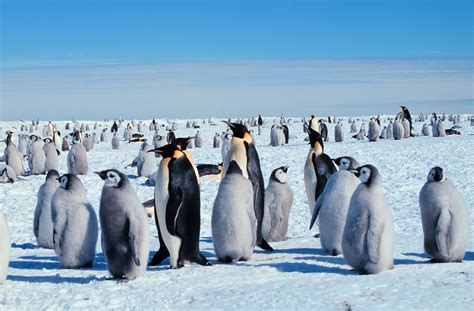 Emperor penguin - Simple English Wikipedia, the free encyclopedia