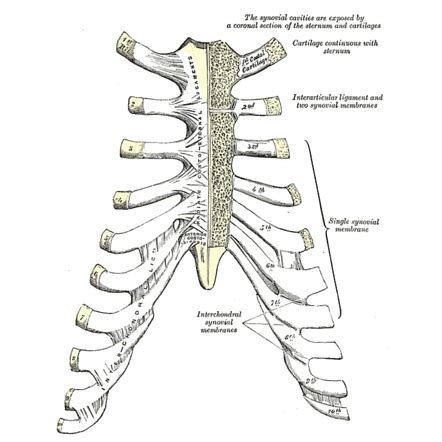 Costochondral joint | Radiology Reference Article | Radiopaedia.org