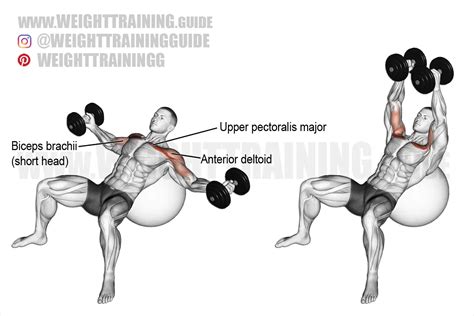 Incline Dumbbell Fly On A Stability Ball Exercise Instructions And ...